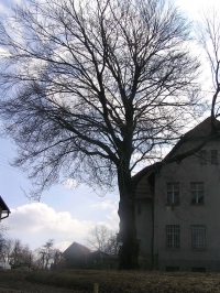 Buk lesní červenolistý u městského parku v Hlučíně