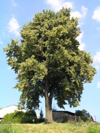 Lípa malolistá v Ludgeřovicích (Janova lípa)