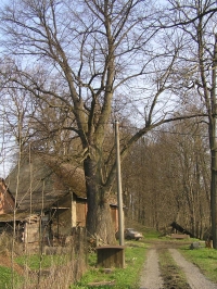 Lípa srdčitá u Krömrova mlýna