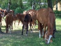 Hřebčín Albertovec